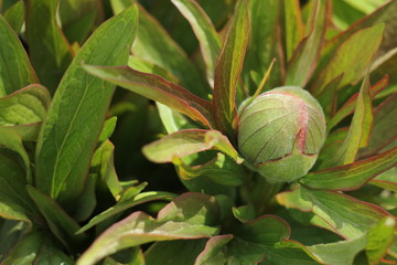 bud of a peony