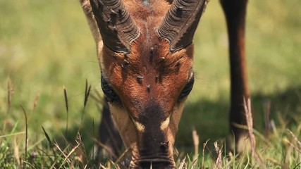 African Antelope Grazing On The Grassland In Aberdare National Park In Kenya - Closeup Shot