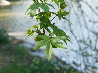 Liquidambar orientalis - Branches garnies de feuilles palmatilobées vert mat et anciennes...