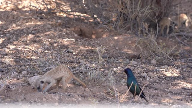 A family of Meerkats (Suricates) foraging for food in the shade of a tree in the Kalahari Desert of Southern Africa.
