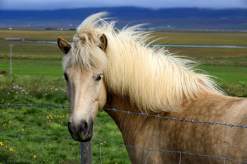 Iceland - August 26, 2017: An icelandic horse face, Iceland, Europe