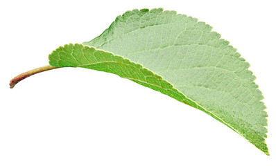 Apple leaves isolated on white