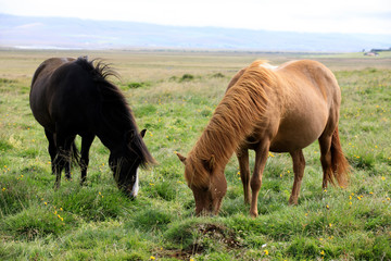 Iceland - August 26, 2017: An icelandic horse in a field, Iceland, Europe