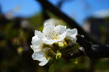 Flowering branch of pear. blooming spring garden. Flowers pear close-up. Pear blossom