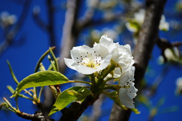 Flowering branch of pear. blooming spring garden. Flowers pear close-up. Pear blossom
