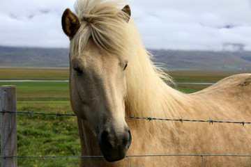 Iceland - August 26, 2017: An icelandic horse face, Iceland, Europe