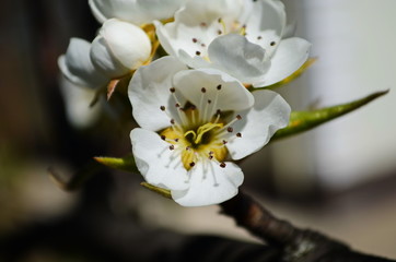 Obraz premium Flowering branch of pear. blooming spring garden. Flowers pear close-up. Pear blossom
