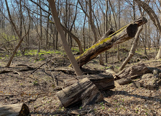 trees in the forest bike path
