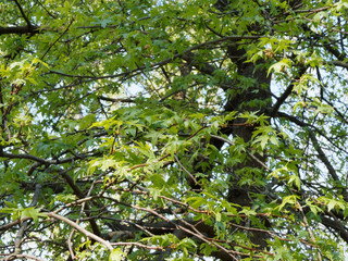 Liquidambar orientalis - Copalme d'Orient ou liquidambar oriental, grand arbre ornemental au port élancé, écorce noirâtre, au feuillage vert mat à glabre