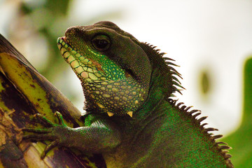 Iguana