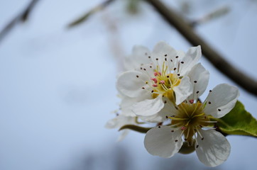 Flowering branch of pear. blooming spring garden. Flowers pear close-up. Pear blossom