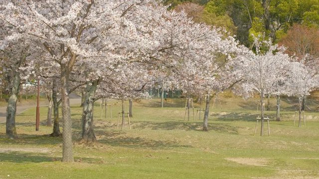 風に揺れるソメイヨシノ　奈良公園　フィックス撮影