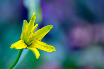 Soft-focus close-up of yellow flowers on purple background