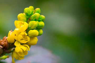 A macro shot of the yellow blossom of a mahonia bush n green background. Floral summer spring background, copy space