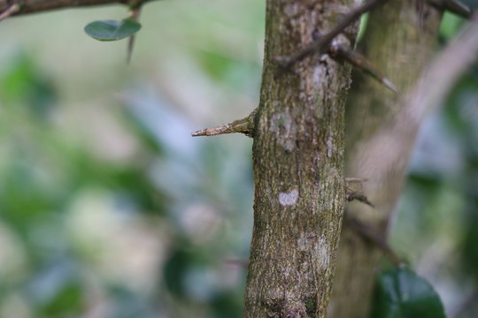 long and sharp thorns or prickles protecting a lemon tree 