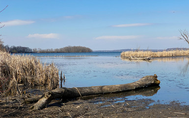 Fototapeta na wymiar peaceful lake harbor with ducks geese birds