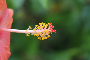 Hibiscus flower stigma and stamen closeup shot