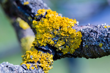 Yellow lichens on tree, close up