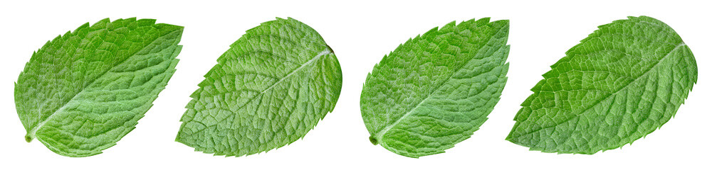 Obraz premium Mint leaves with Clipping Path