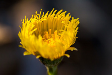 Yellow flower on dark background, close up, background