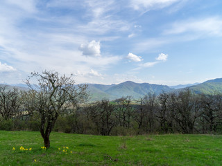 Image of a blooming tree on an alpine meadow.