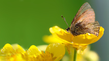 A small brown moth on a yellow flower opposite the light that shines through the wings..