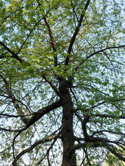 Liquidambar orientalis - Copalme d'Orient ou liquidambar oriental, grand arbre ornemental au port élancé, écorce noirâtre, au feuillage vert mat à glabre, palmé et lobé