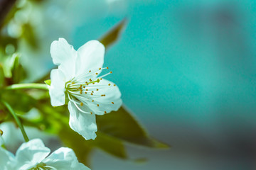 Flowers of the cherry blossoms on a spring day on mint backgroud