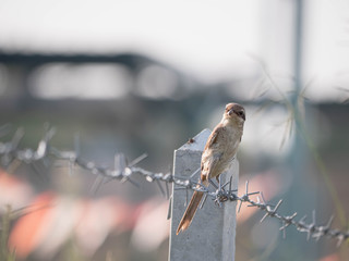 shrike with nature, The yellow-billed shrike is a large passerine bird in the shrike family. It is sometimes known as the long-tailed shrike