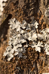 Texture shot of brown tree bark, filling the frame