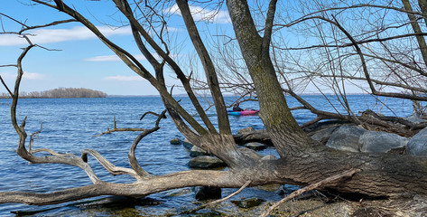 lake kayak hanging trees