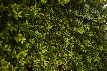 Green leaves wall for background