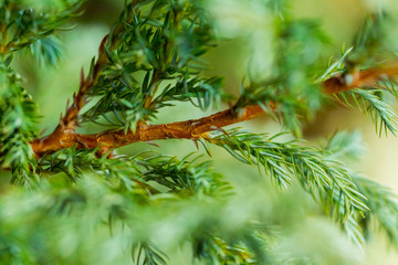Young pine brown branch in spring, selective focus, macro. Beautiful green gentle background