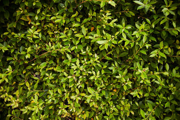 Green leaves wall for background