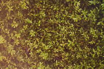 Green leaves wall for background