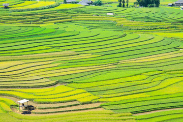 Rice fields on terraced in rainny season at Mu Cang Chai, Yen Bai, Vietnam. Rice fields prepare for transplant at Northwest Vietnam