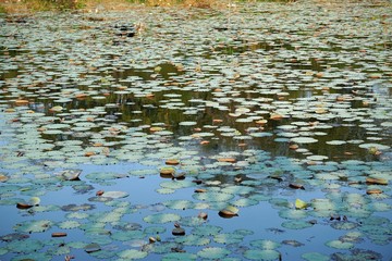 water lily on a pond in hue
