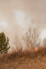 Forest fire burning, Wildfire close up at day time