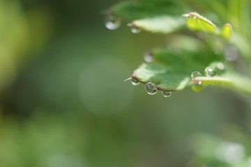 morning dew