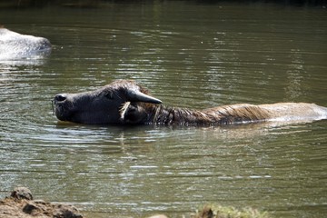 water buffalo in a puddle