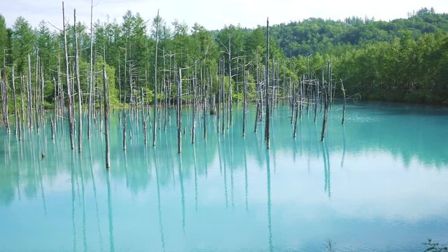 The natural wonder of Biei, Hokkaido - the Blue Pond on a sunny summer day