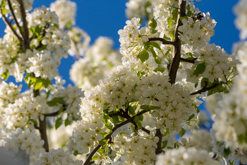 Äste mit vielen weißen Blüten