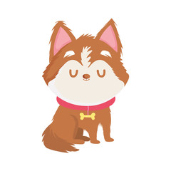 cute little dog with collar pet isolated icon white background