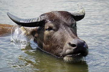 Abwaschbare Fototapete water buffalo in a puddle © chriss73