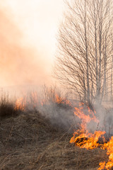 Fototapeta premium Forest fire burning, Wildfire close up at day time