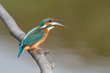 Lunch time for the Kingfisher (Alcedo atthis)