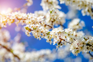 Cherry blossom branch in the garden in spring 