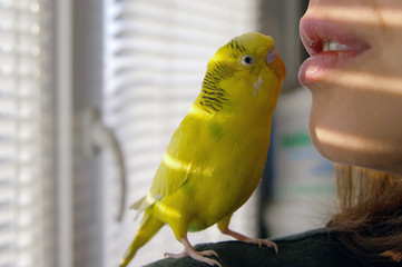 Funny budgerigar.