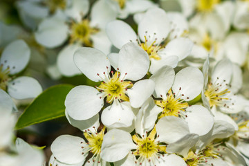 Äste mit vielen weißen Blüten