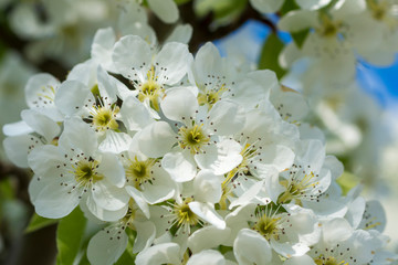 Äste mit vielen weißen Blüten